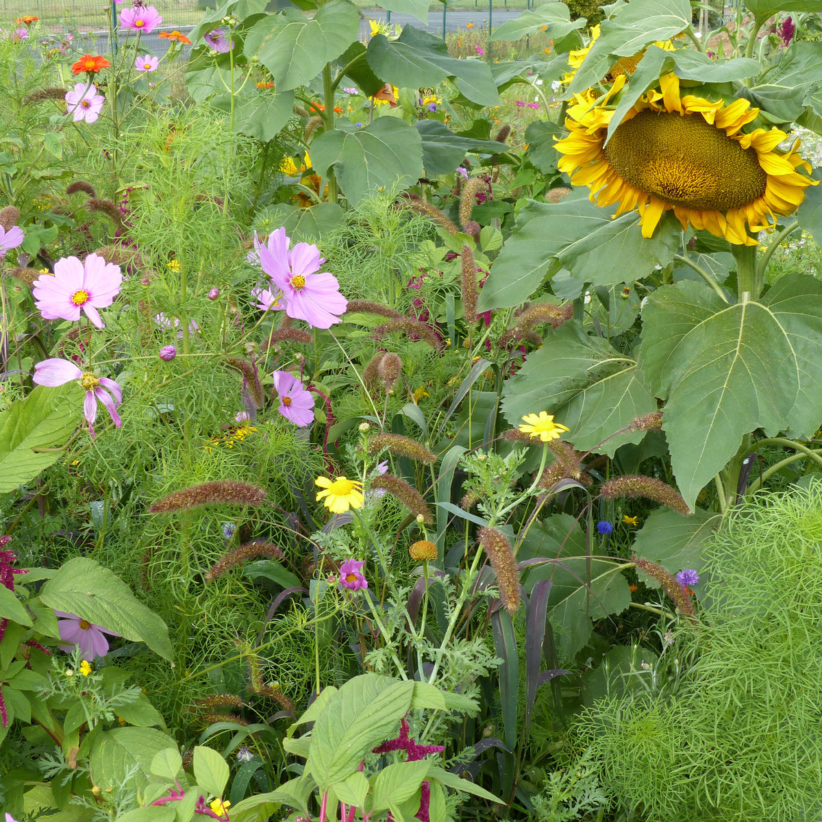 Mélange de fleurs spécial oiseaux - Willemse