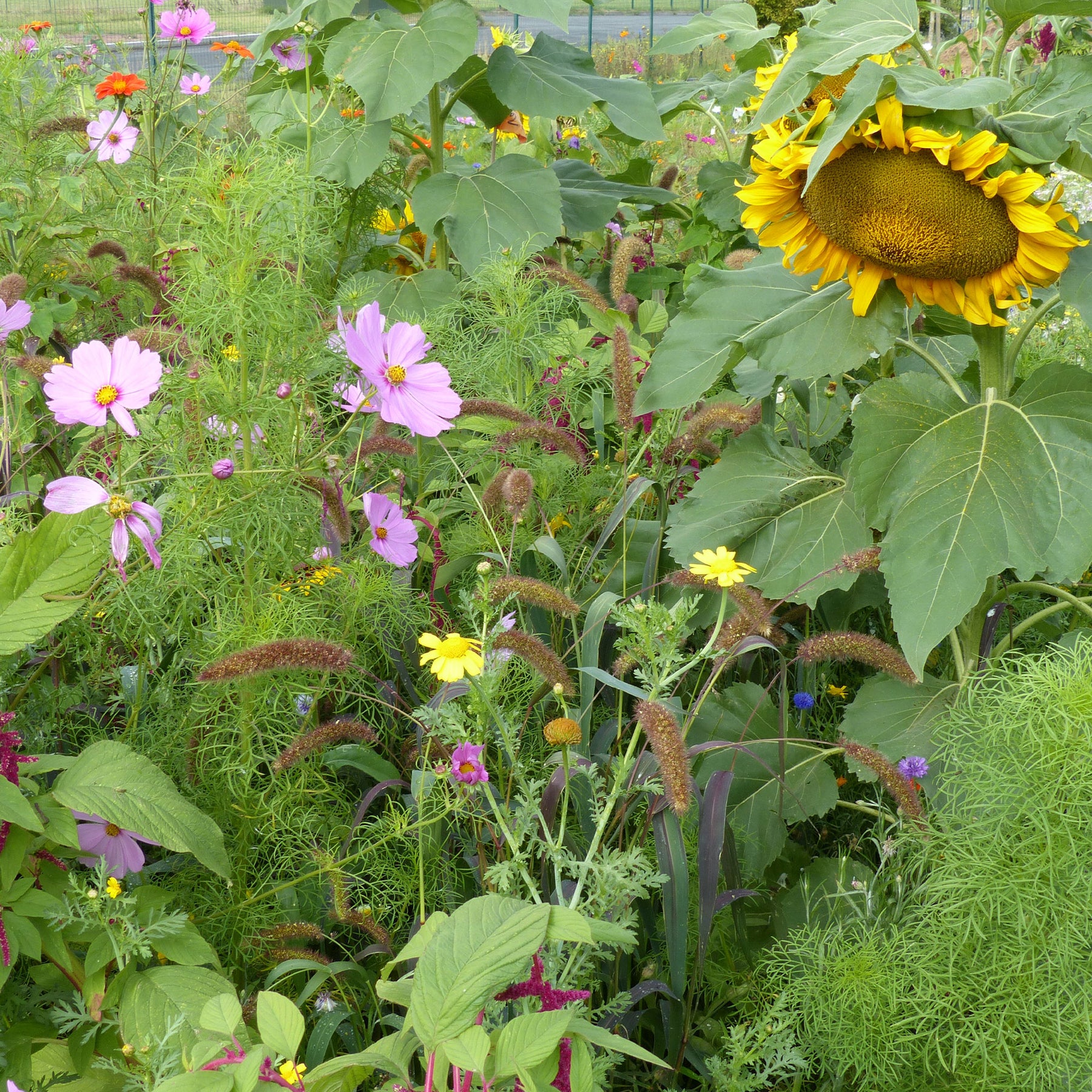 Mélange de fleurs spécial oiseaux - Willemse