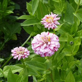 Zinnia Peppermint stick en mélange - Zinnia peppermint - Willemse