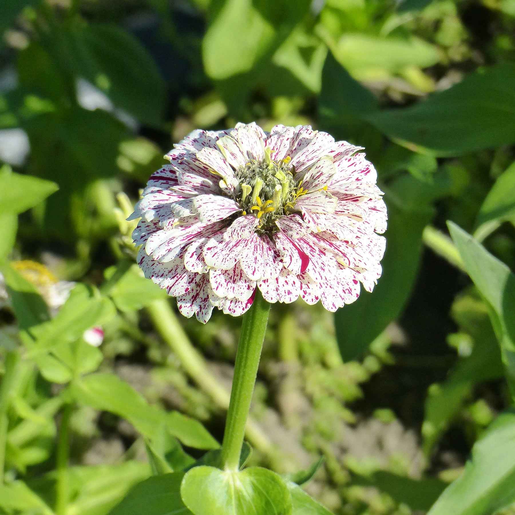 Zinnia peppermint - Zinnia Peppermint stick en mélange - Zinnia