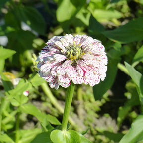 Zinnia peppermint - Zinnia Peppermint stick en mélange - Zinnia