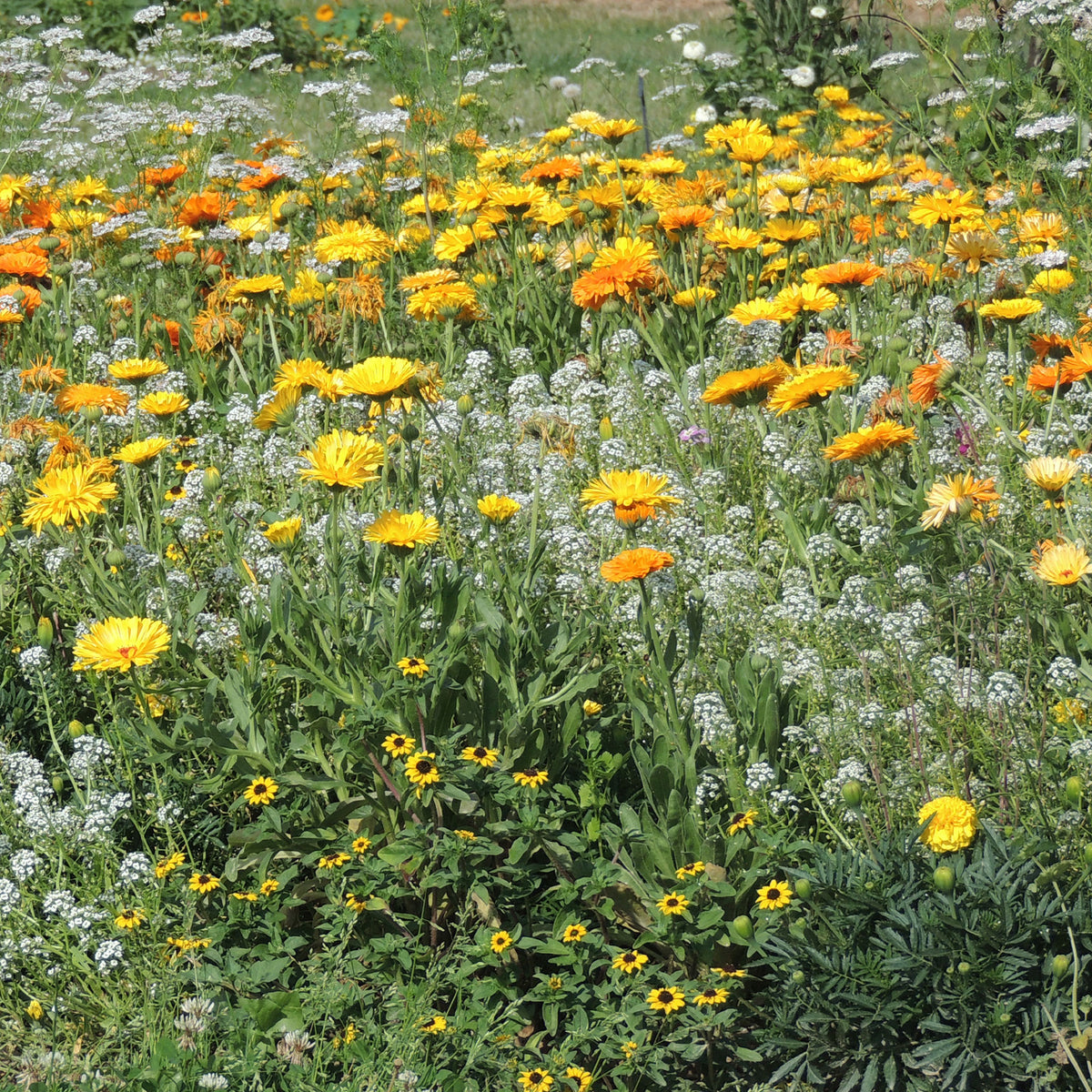 Fleurs en mélange anti-pucerons -  - Willemse