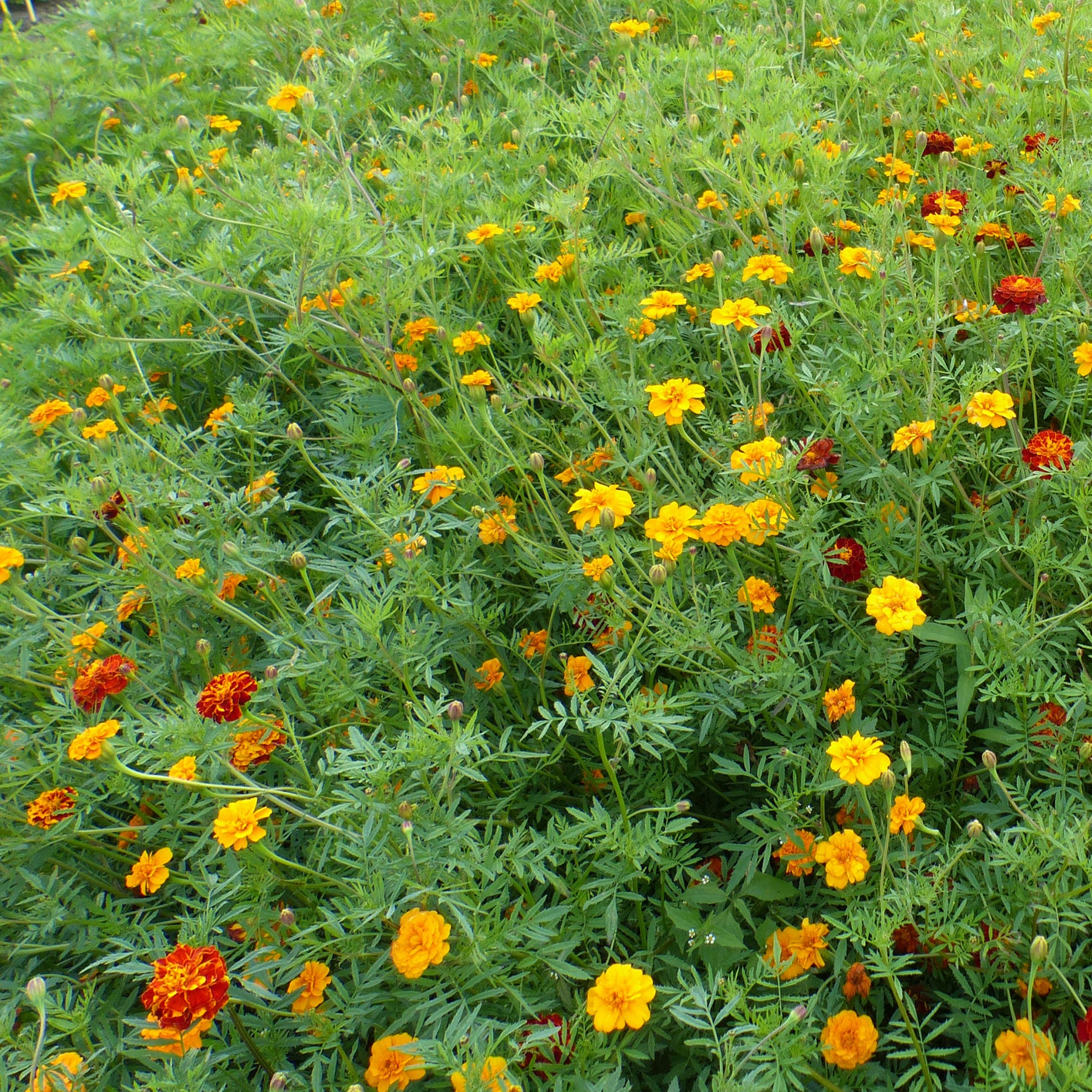 Graines d'oeillets anti-nématodes en mélange - Willemse