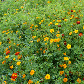 Graines d'oeillets anti-nématodes en mélange - Willemse