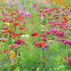 Graines de fleurs spécial fleurs à couper en mélange -  - Willemse