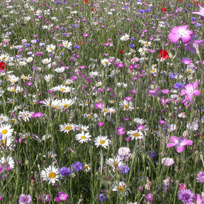 Mélange fleurs des champs - Fleurs des champs en mélange - Mélanges fleuris