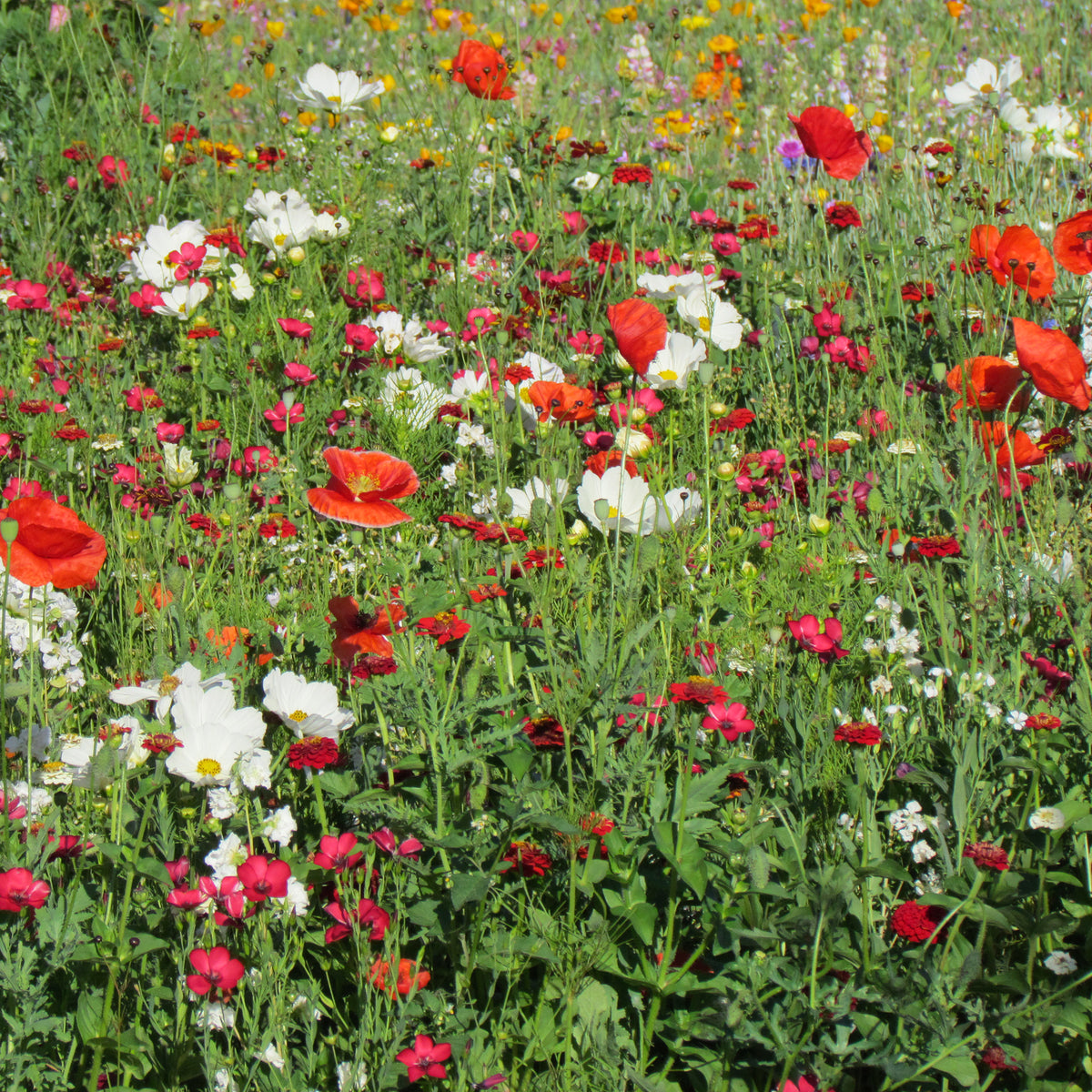 Mélange fleuris vanille-fraise - Willemse