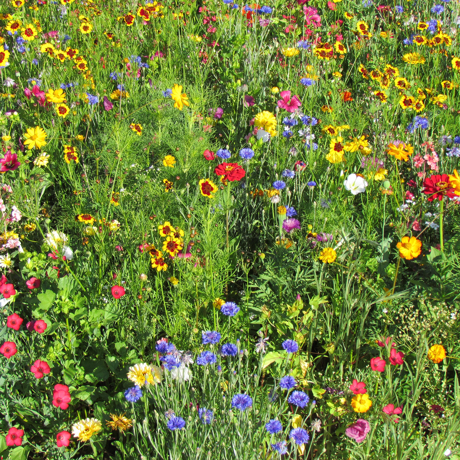 Mélange estival multicolore - Willemse