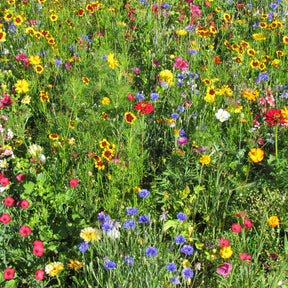 Mélange estival multicolore - Willemse