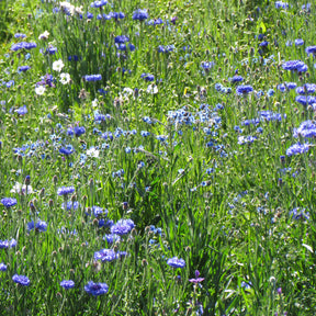 Mélange fleuris  bleu - Willemse