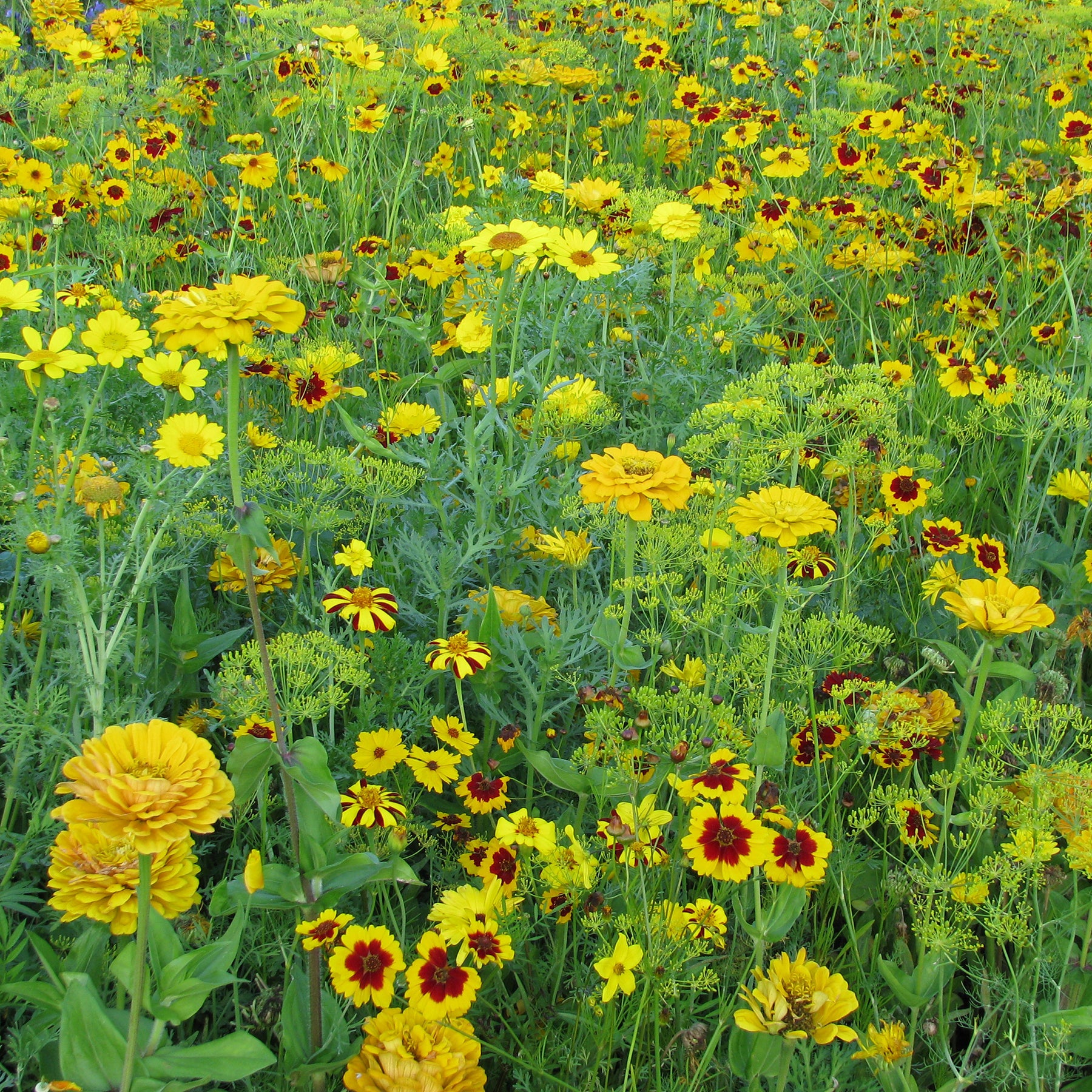 Mélange fleuris doré - Willemse