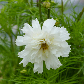 Cosmos double blanc - Willemse