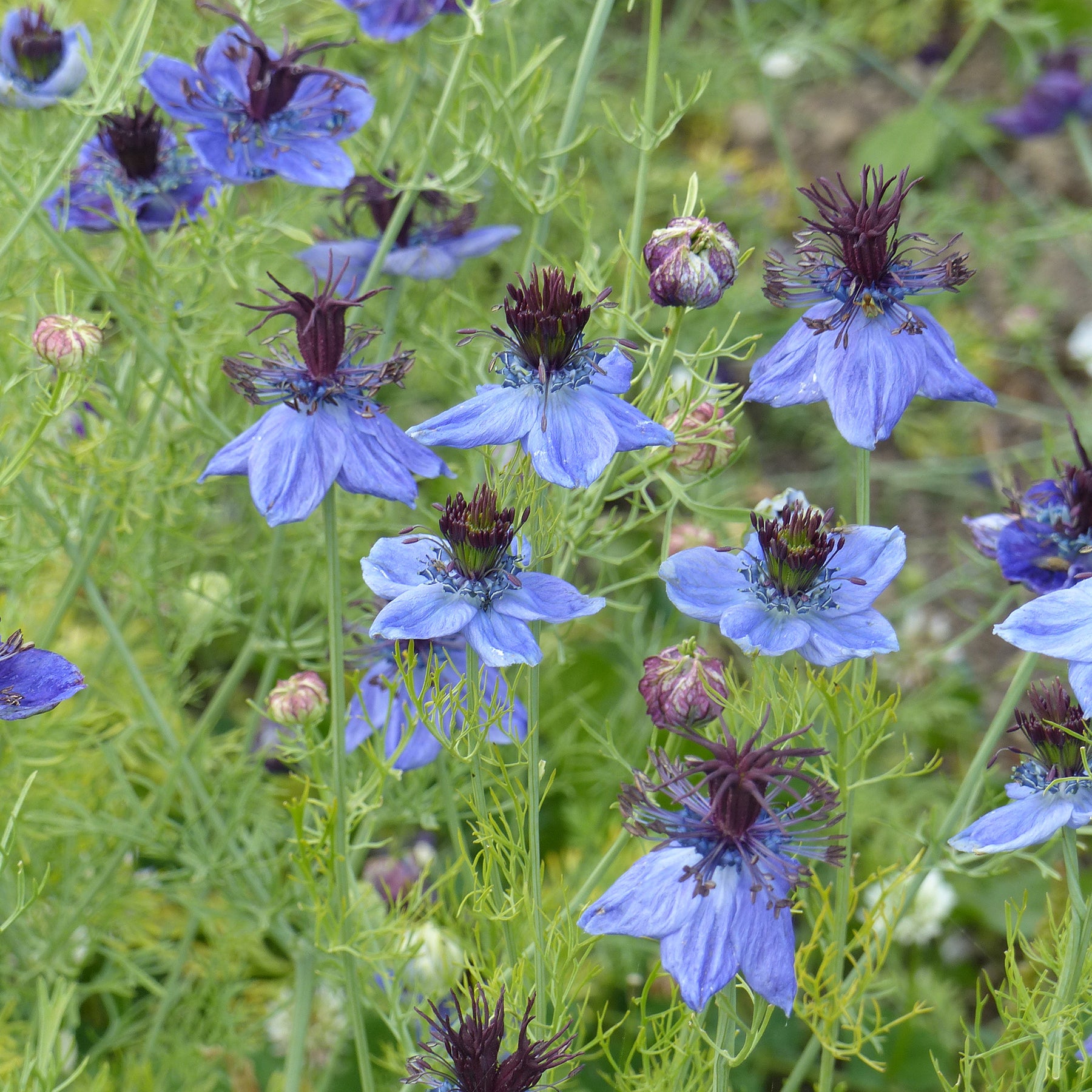 Nigelle d’Espagne 'Midnight' - Willemse