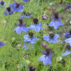 Nigelle d’Espagne 'Midnight' - Willemse