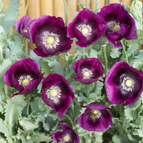 Pavot annuel Lauren's Grape - Papaver somniferum Lauren's Grape - Willemse