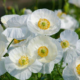 Coquelicot Bridal Silk - Willemse