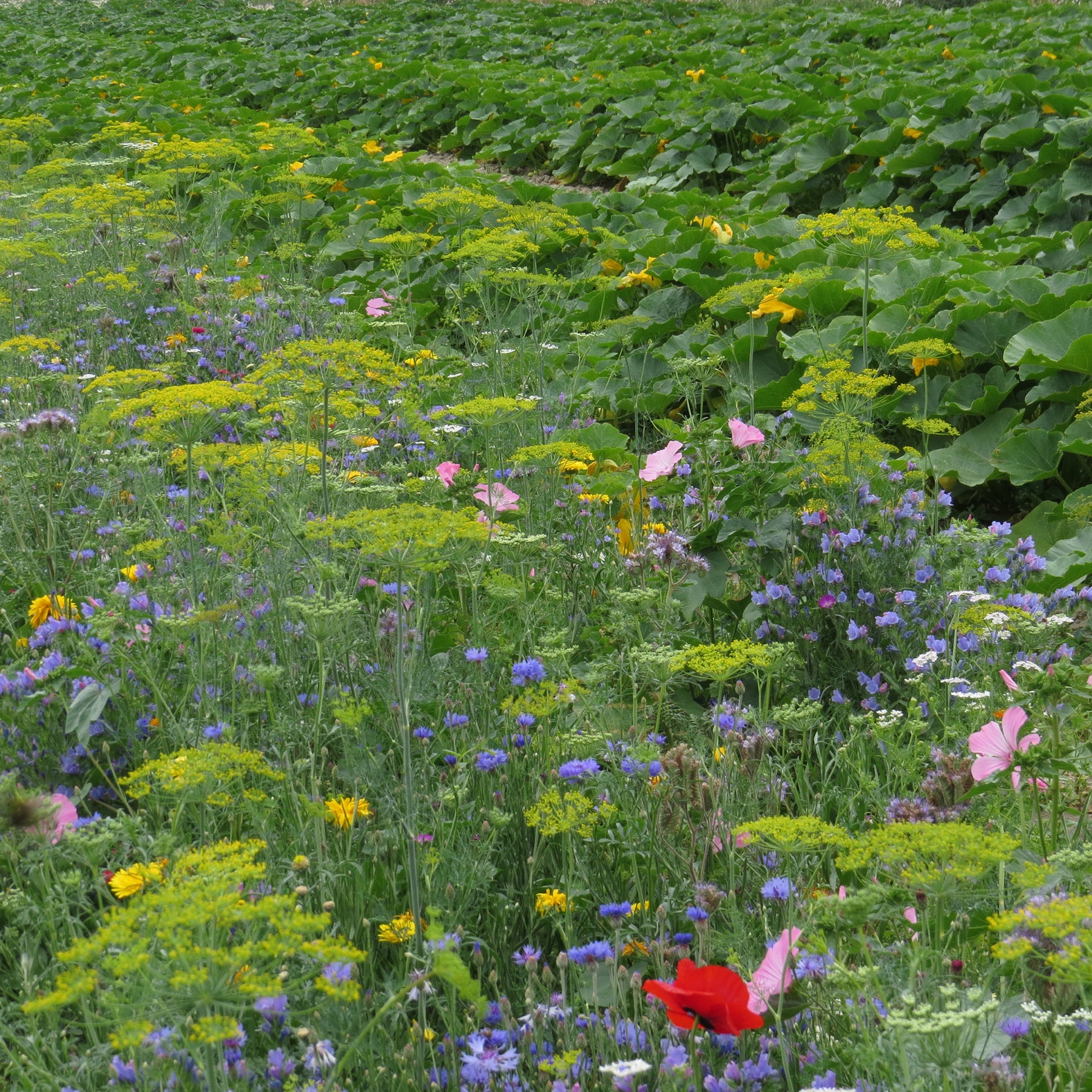 Fleurs utiles au potager - Willemse
