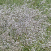 Gypsophile paniculée oeillet d'amour - Willemse