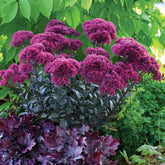 Sedum Thunderhead - Willemse