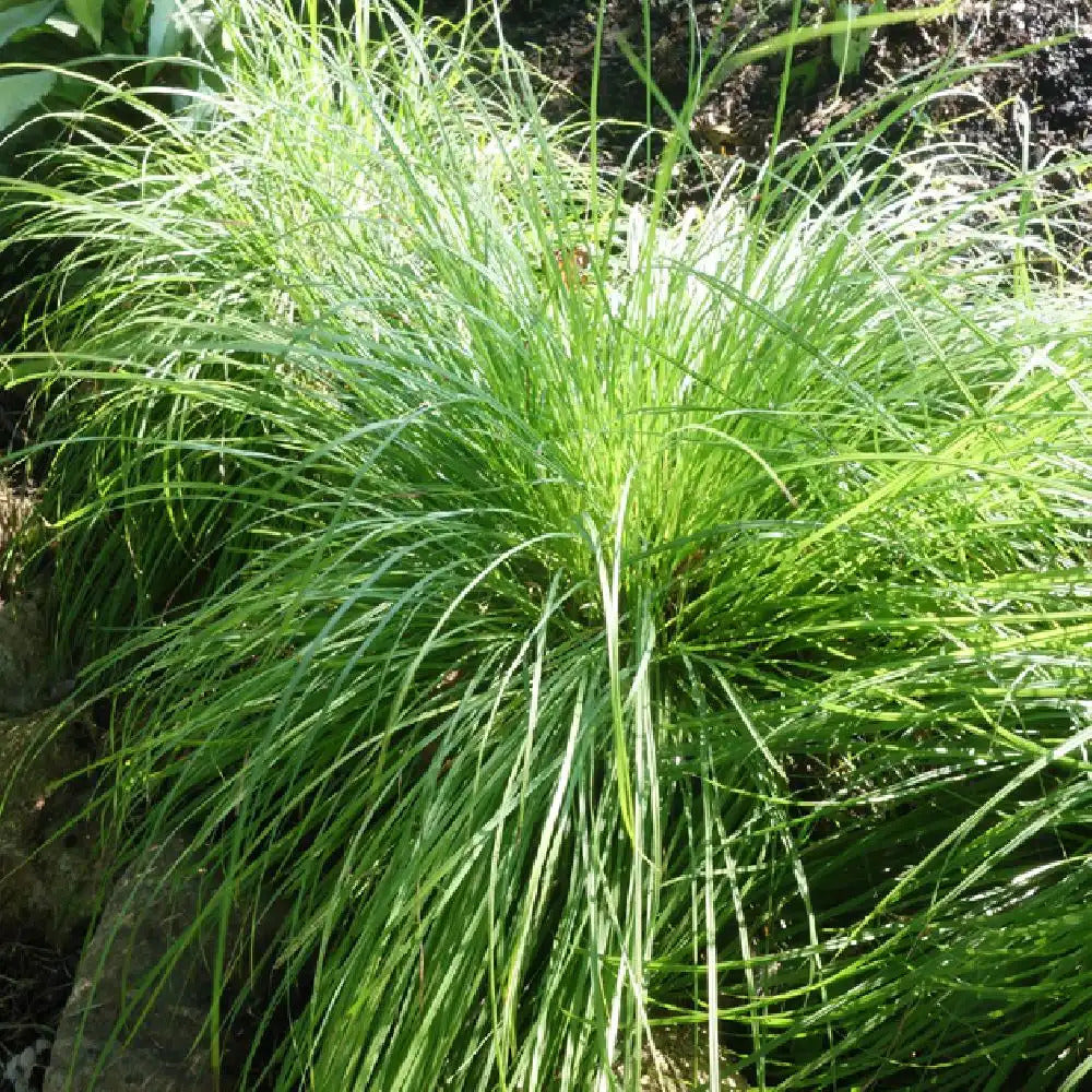 Laîche des montagnes - Carex - Willemse