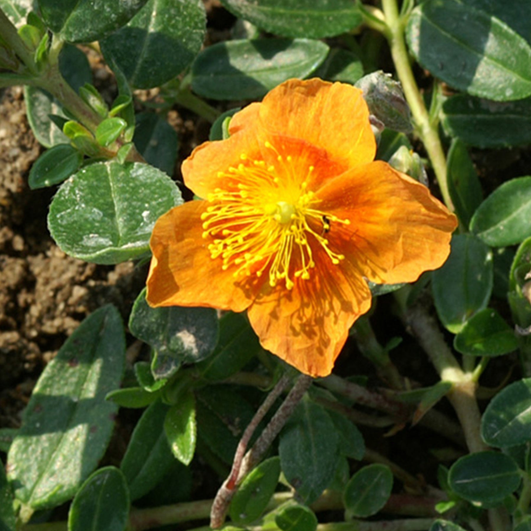 Hélianthème Bronzeteppich - Willemse