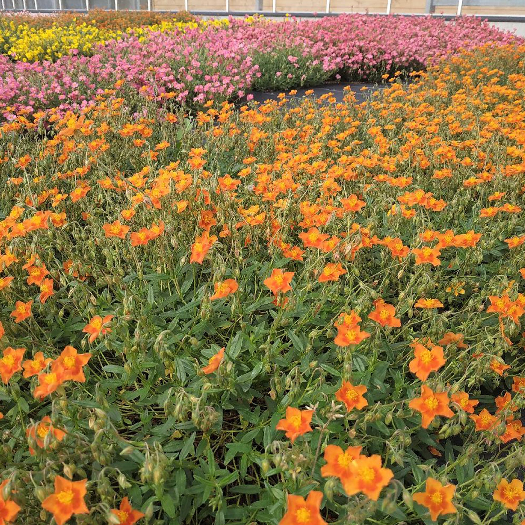 Helianthemum Bronzeteppich - Hélianthème Bronzeteppich - Hélianthèmes