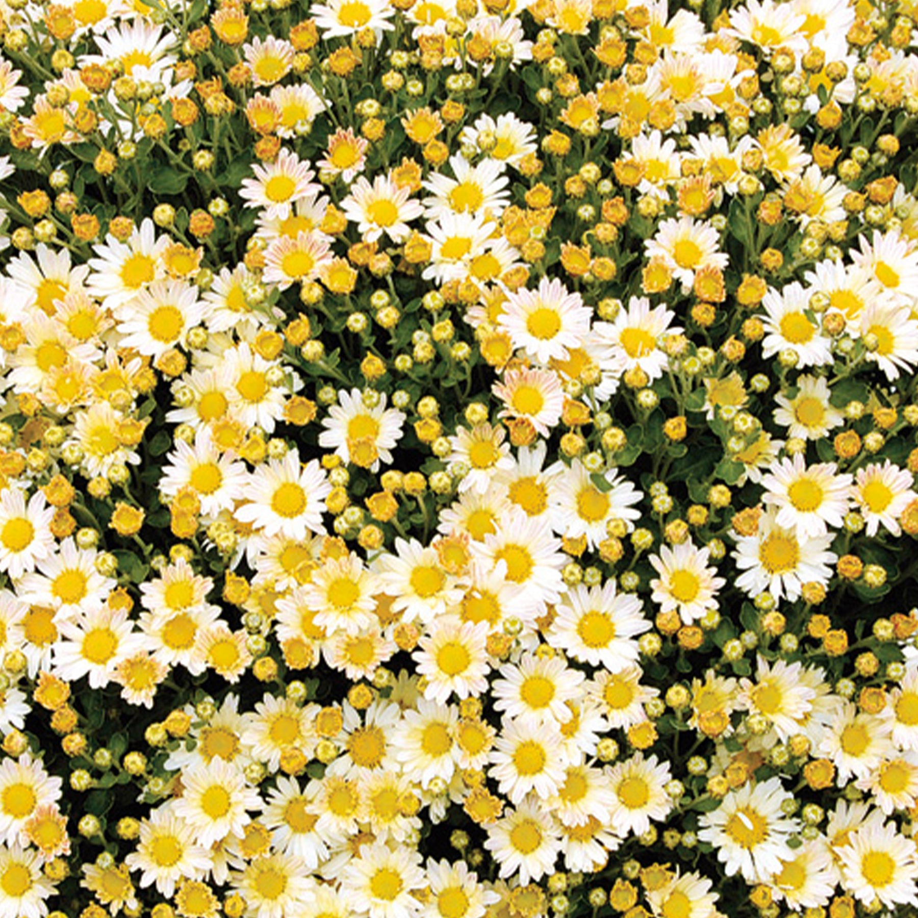 Ajania bellania Bengo Weiss - Chrysanthème du pacifique Bengo Weiss - Ajania