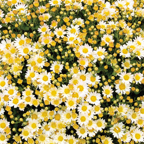 Ajania bellania Bengo Weiss - Chrysanthème du pacifique Bengo Weiss - Ajania