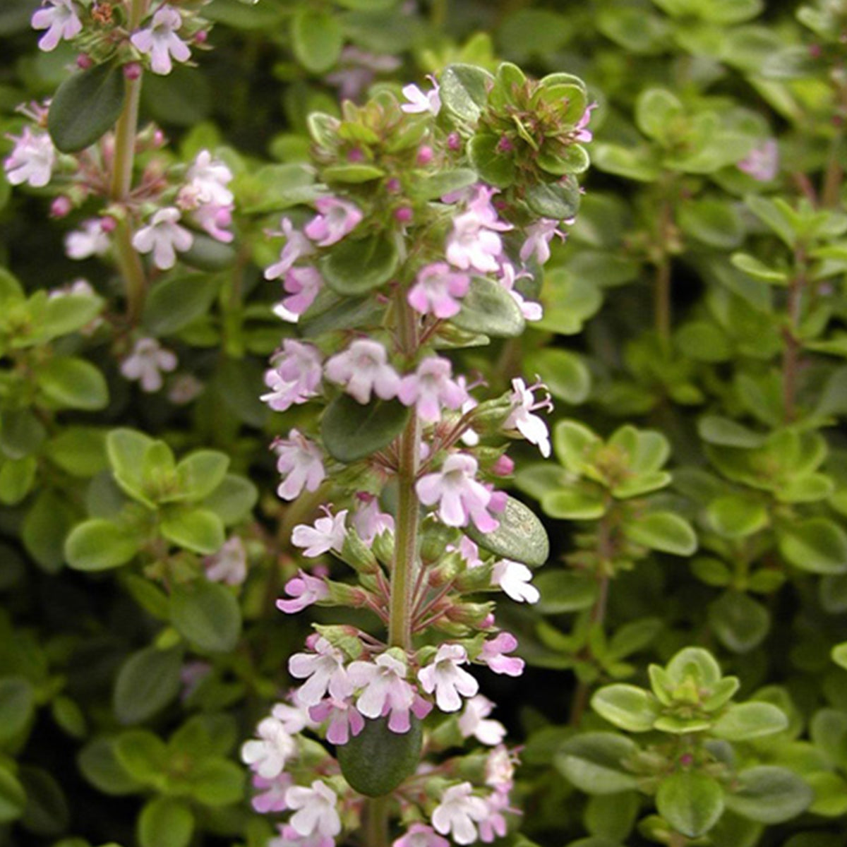 Thym serpolet - Thymus serpyllum - Willemse