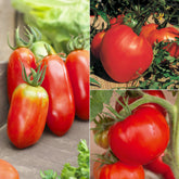 Collection de Tomates savoureuses - Willemse