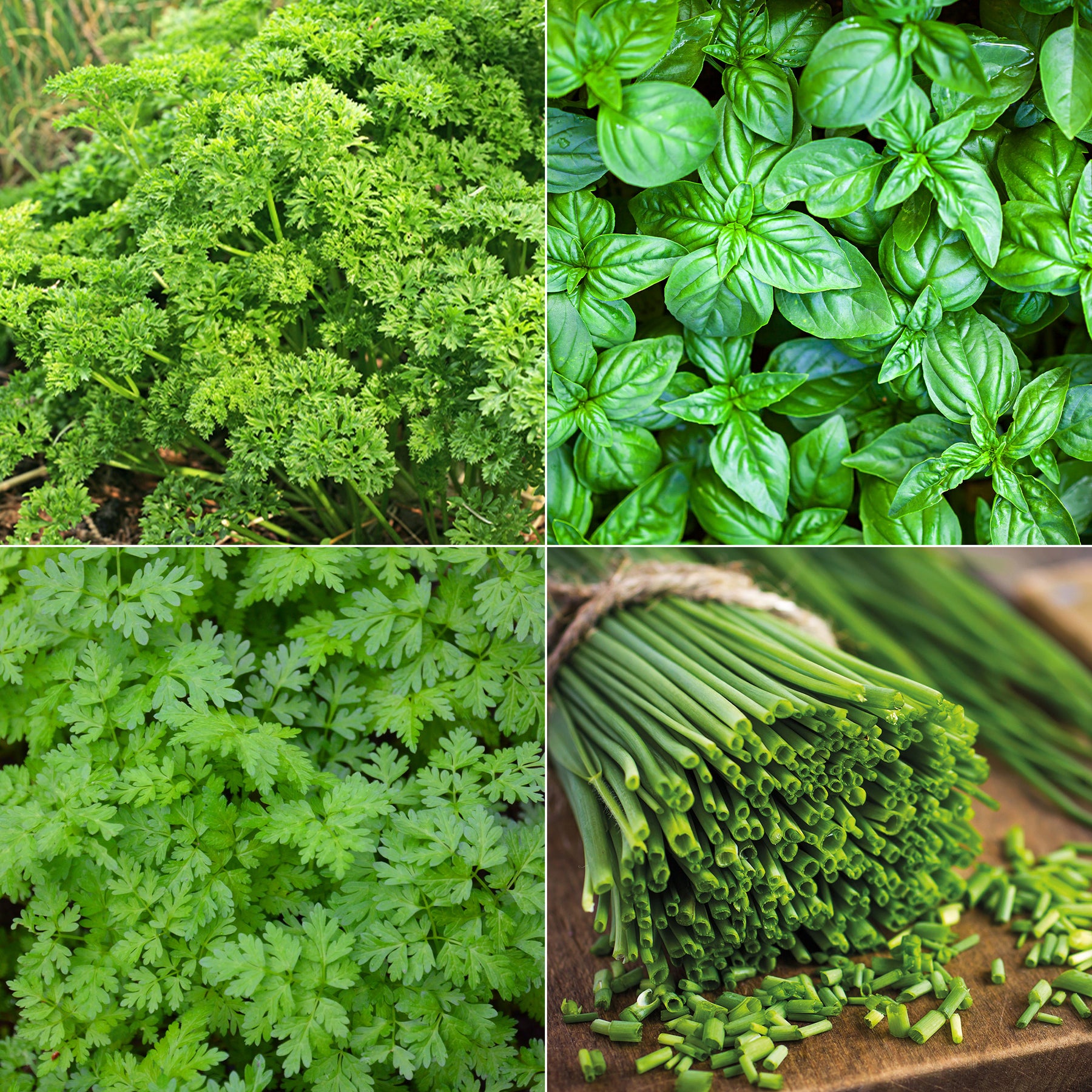 Collection de fines herbes : Persil, Basilic, Cerfeuil, Ciboulette - Willemse