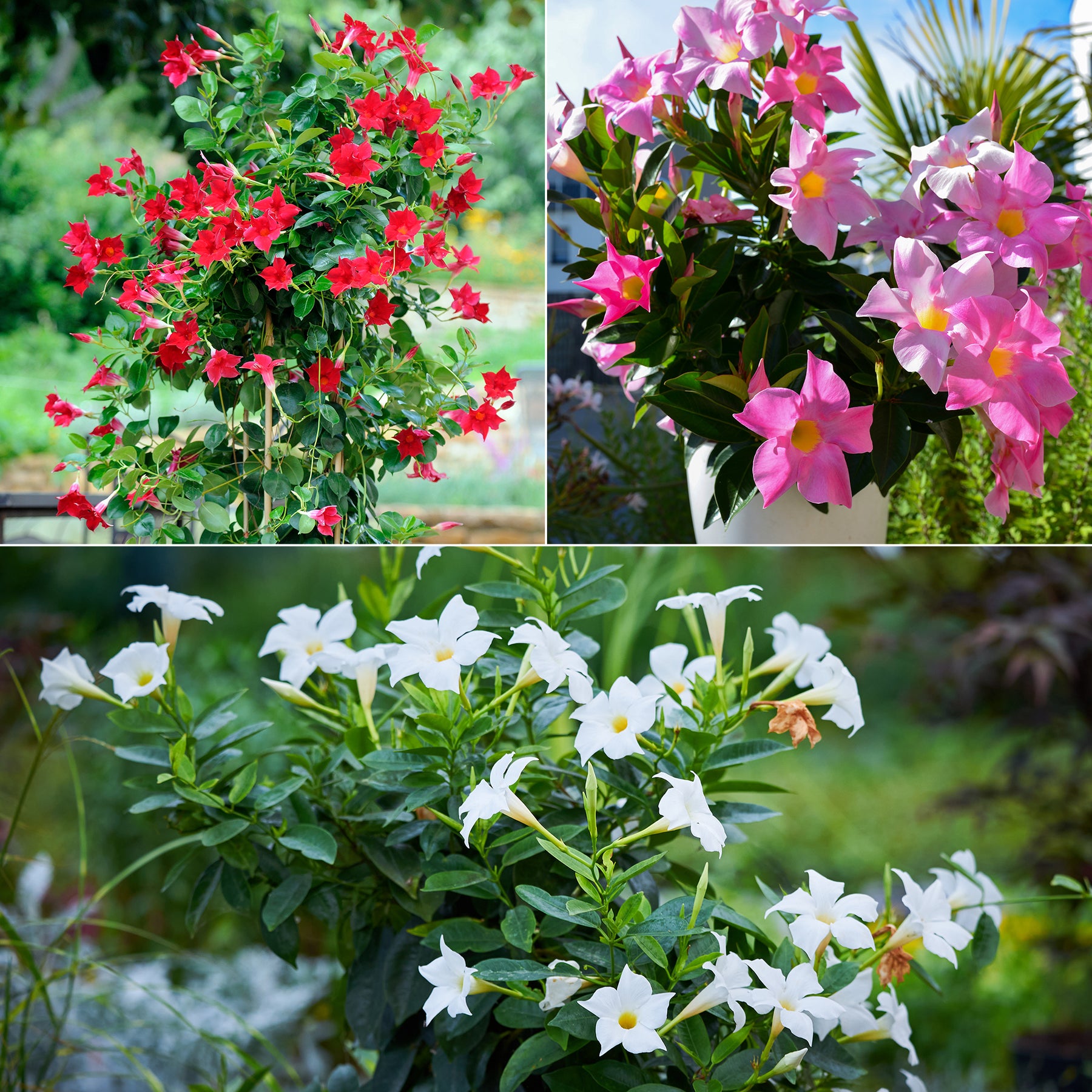 3 Jasmins du Brésil - Dipladenia en mélange - Dipladenia - Willemse