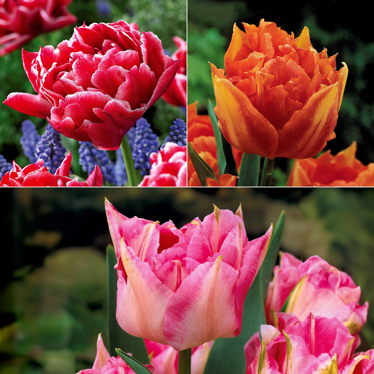 Collection de 25 Tulipes doubles Murillo - Willemse