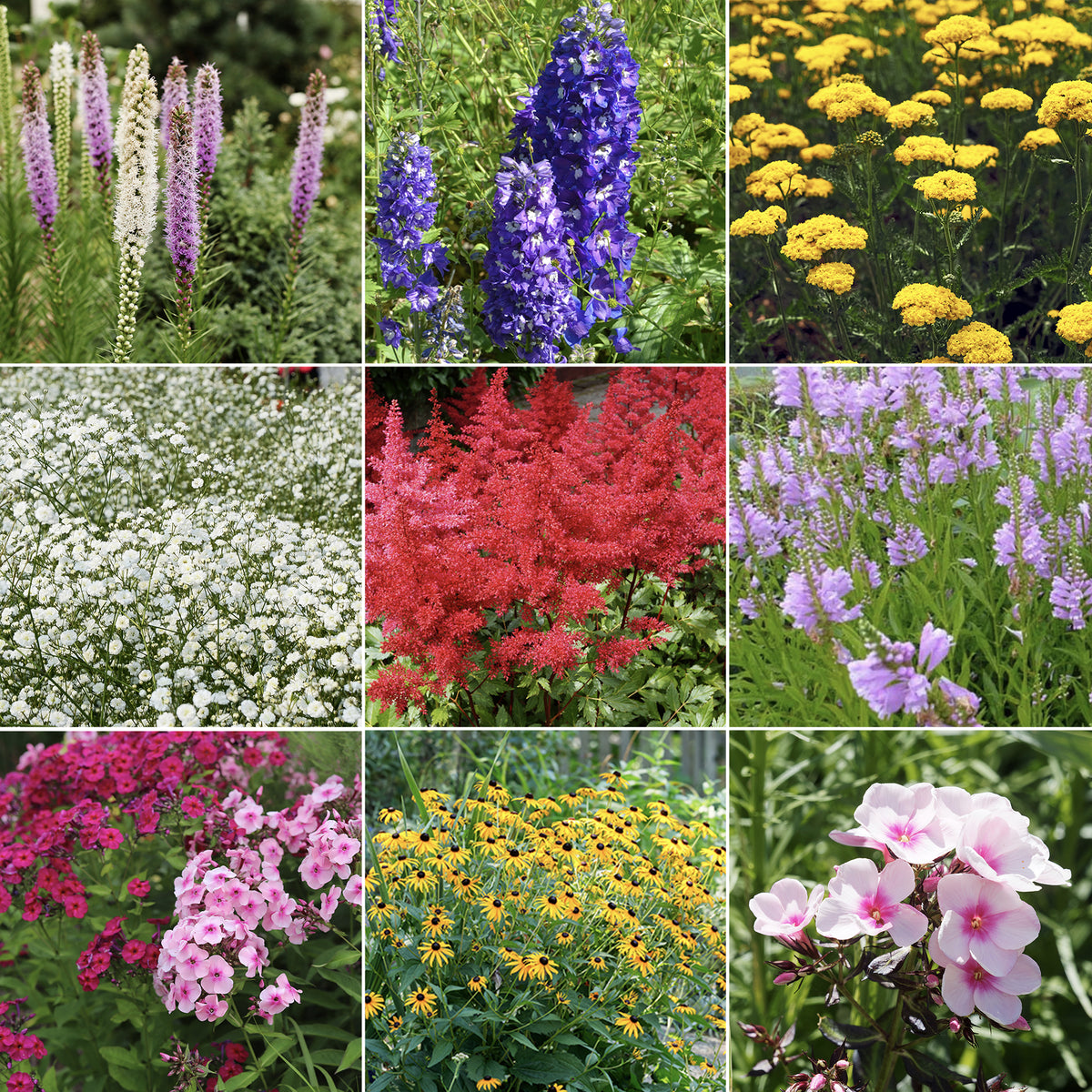 Massif de 50 plantes vivaces assorties - Superficie environ 6 m² - Willemse