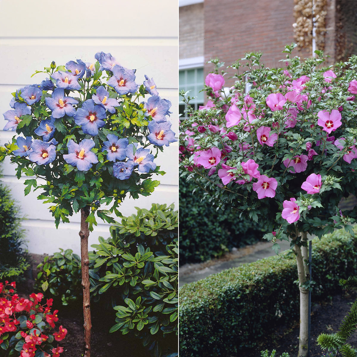 Collection de 2 Hibiscus de jardin sur tige - Willemse