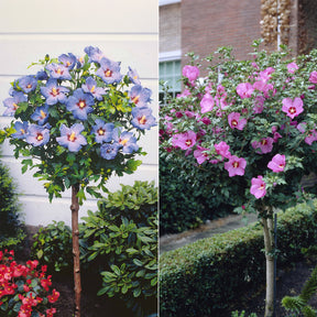 Collection de 2 Hibiscus de jardin sur tige - Willemse