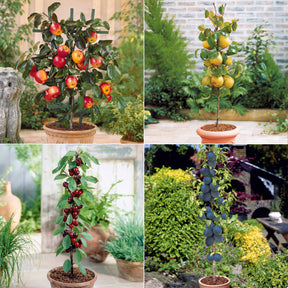 Collection de 4 mini-fruitiers d'été - Willemse