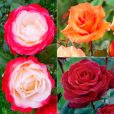 Collection de 3 Rosiers sans entretien - Willemse