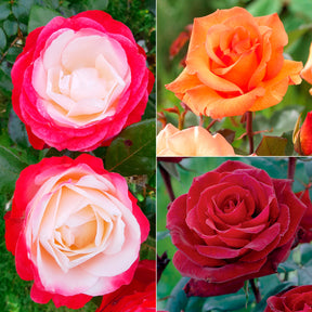Collection de 3 Rosiers sans entretien - Willemse