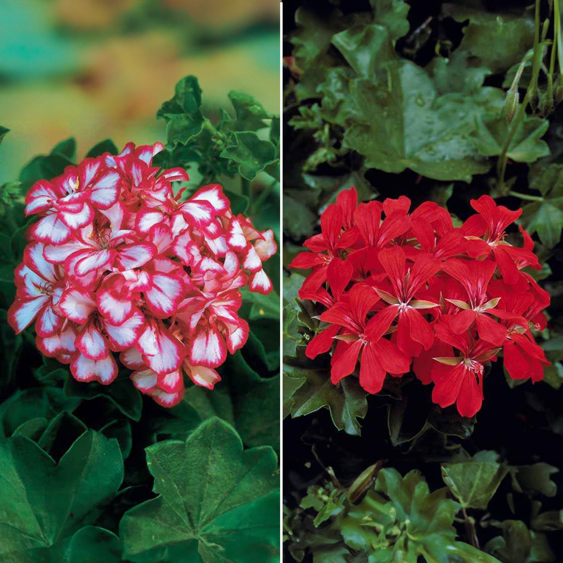 Collection de 6 Géraniums-lierres : rouge et bicolore - Willemse