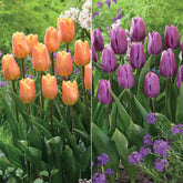 Collection de 20 Tulipes triomphe  Bellville et Blue Beauty - Willemse