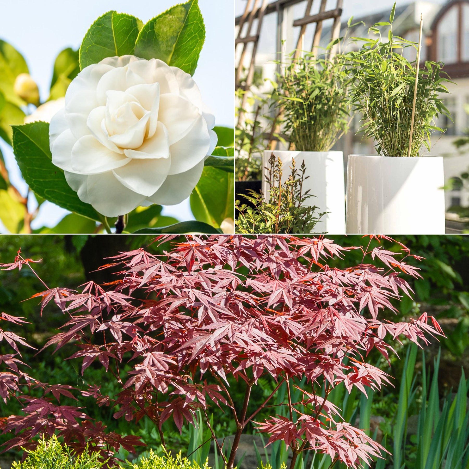 Collection de 3 arbustes pour terrasse et jardin japonais - Willemse