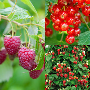 Collection de 9 Fruitiers à fruits rouges - Willemse