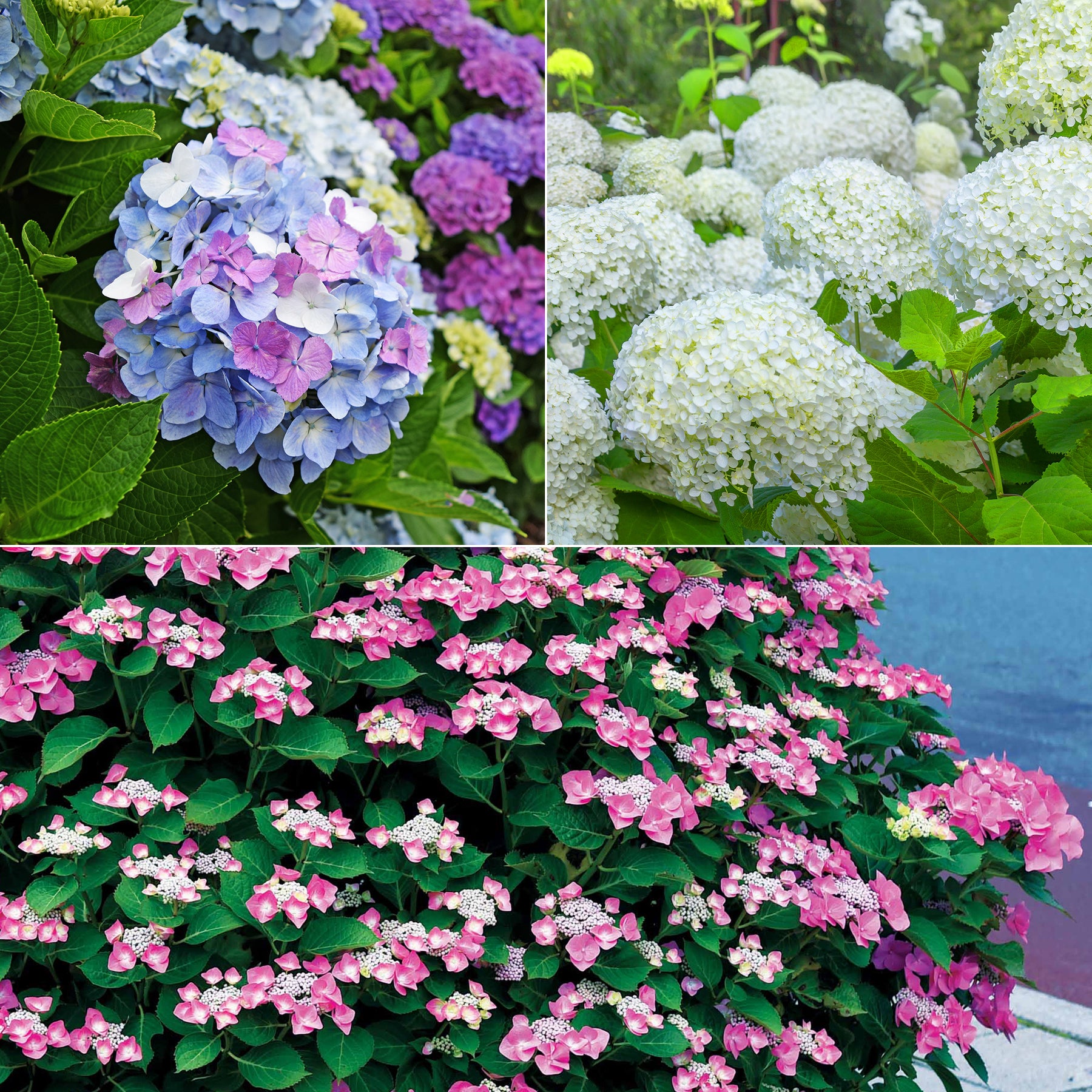 Collection d'Hortensias pour massifs et haies fleuris - 3 arbustes - Willemse