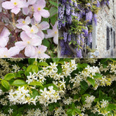 Collection de 3 plantes grimpantes à floraisons abondantes - Willemse
