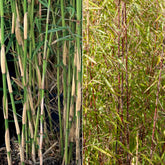 Collection de 2 bambous non-traçants - Willemse