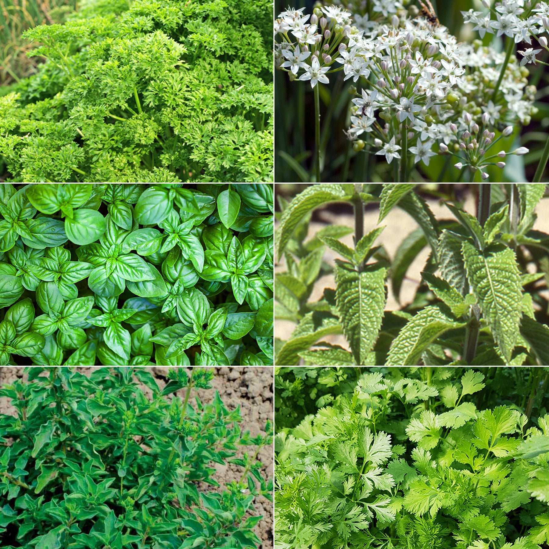 Collection d'aromatiques #2
