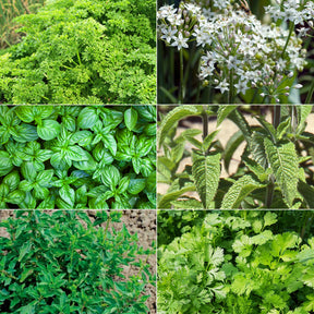Collection d'aromatiques #2