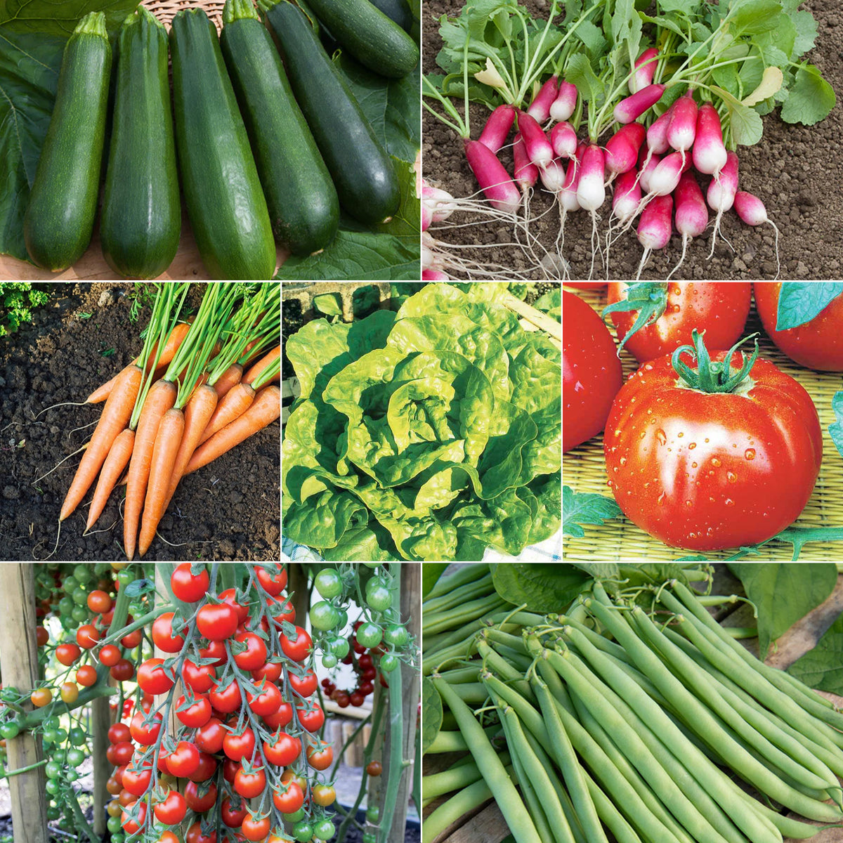 Collection de 7 sachets de graines pour potager - Willemse