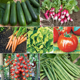 Collection de 7 sachets de graines pour potager - Willemse